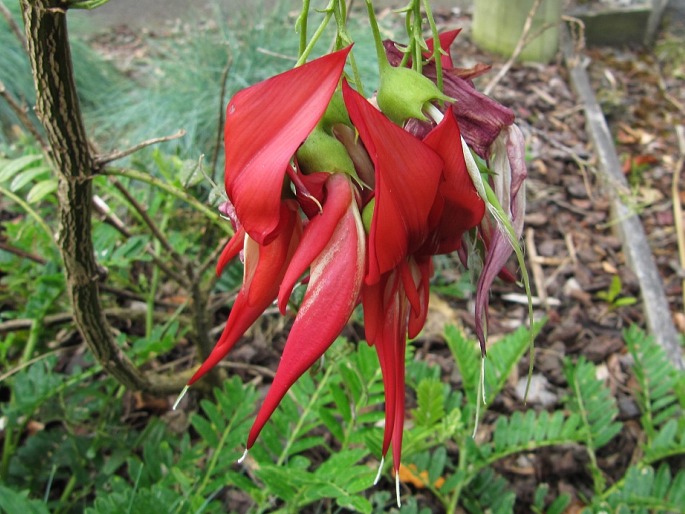 Clianthus puniceus