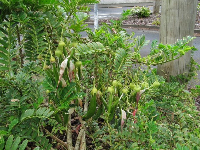 Clianthus puniceus