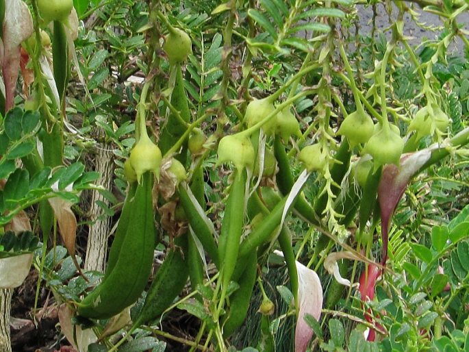 Clianthus puniceus