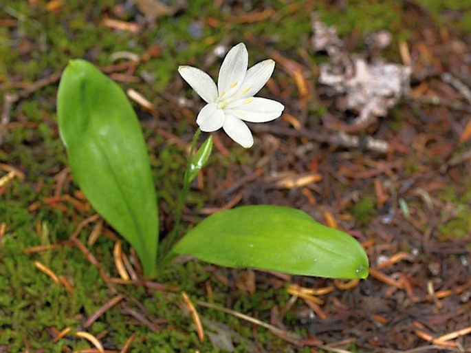 Clintonia uniflora