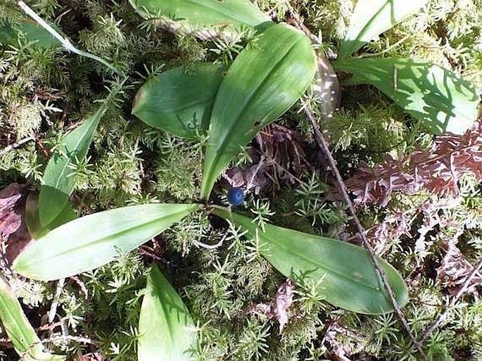 Clintonia uniflora