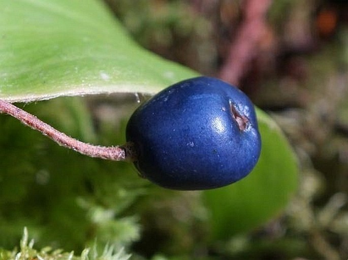 Clintonia uniflora