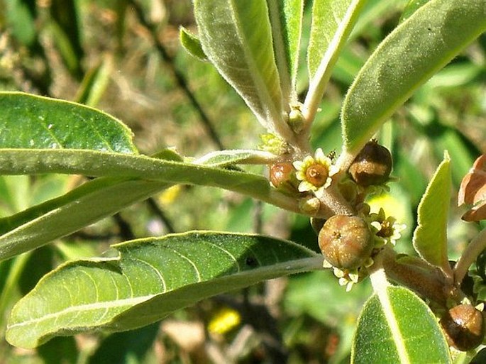 CLUTIA ABYSSINICA Jaub. et Spach