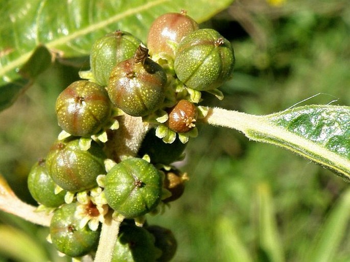 Clutia abyssinica