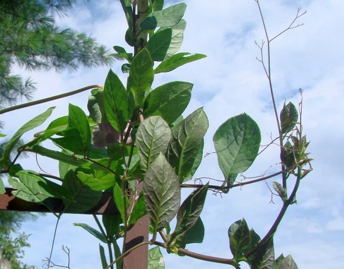 Cobaea scandens