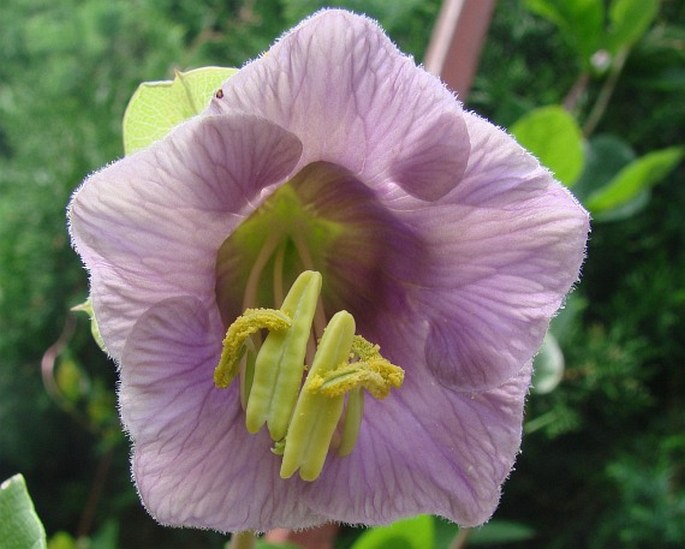 Cobaea scandens