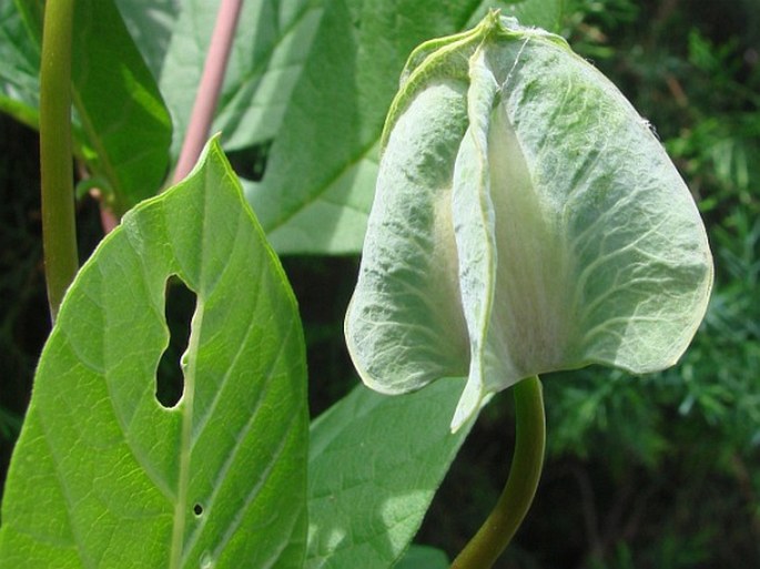 Cobaea scandens