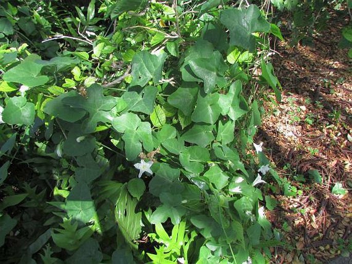 Coccinia grandis