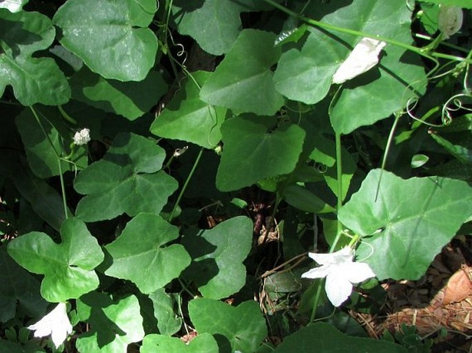 Coccinia grandis