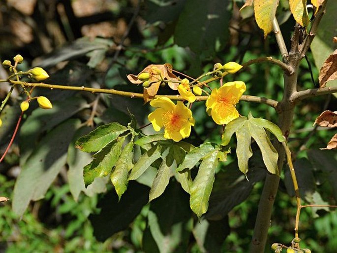 COCHLOSPERMUM VITIFOLIUM (Karw. ex Zucc.) Buxb.