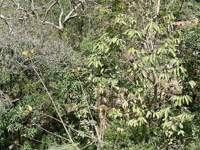 Cochlospermum vitifolium