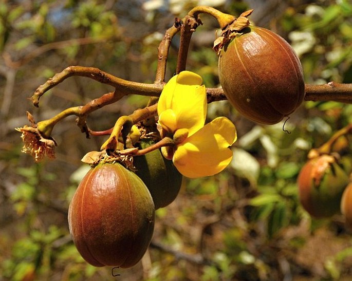 Cochlospermum vitifolium