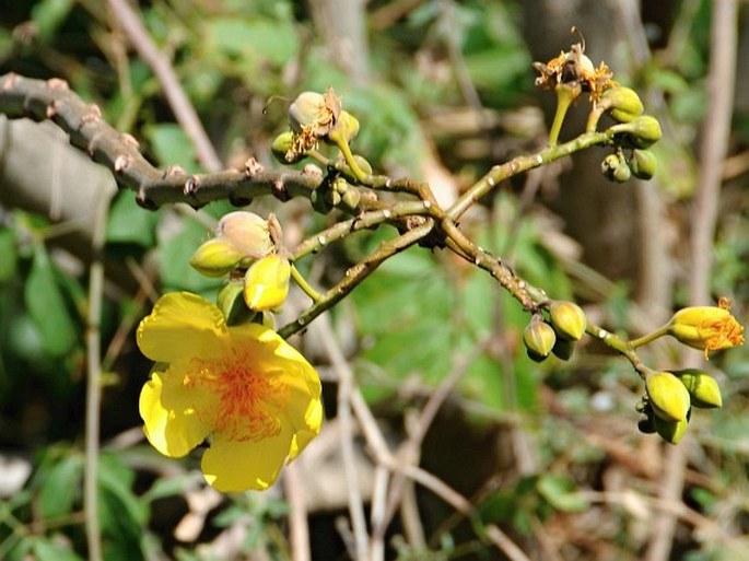 Cochlospermum vitifolium