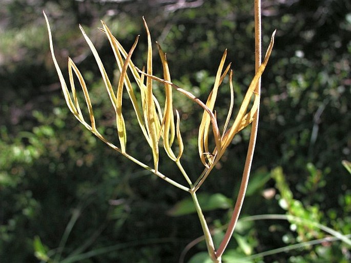 Cogswellia triternata