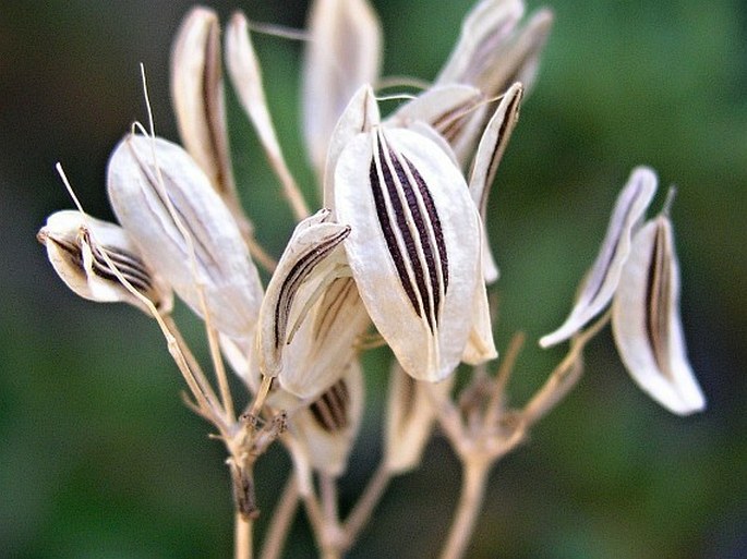 Cogswellia triternata