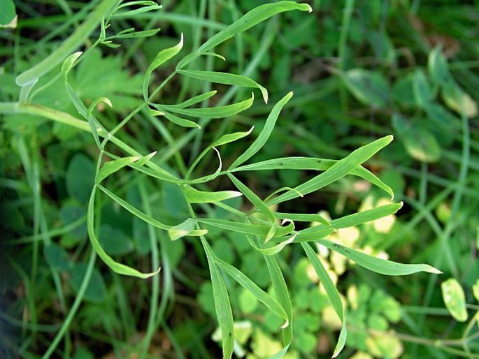 Cogswellia triternata