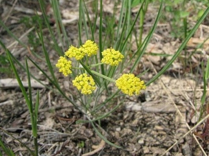 COGSWELLIA TRITERNATA M. E. Jones