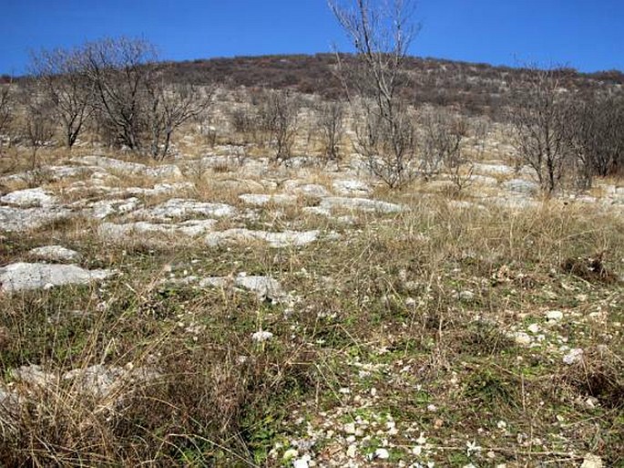 Colchicum hungaricum