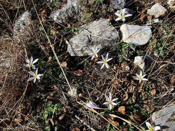 Colchicum hungaricum