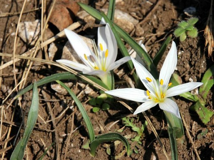 Colchicum hungaricum