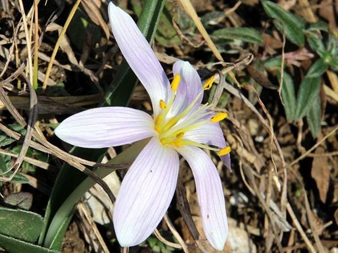 Colchicum hungaricum