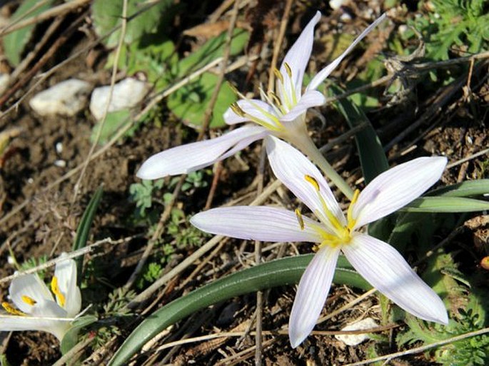 Colchicum hungaricum