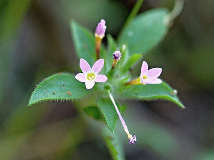 COLLOMIA LINEARIS Nutt. - slizatka