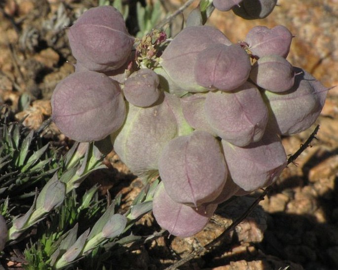 Coluteocarpus vesicaria