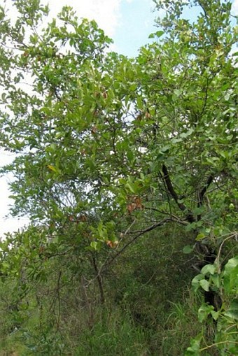 Combretum kraussii