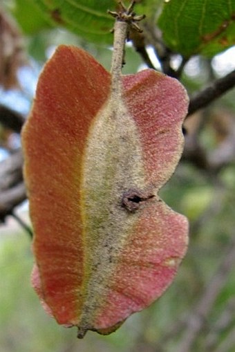 Combretum kraussii