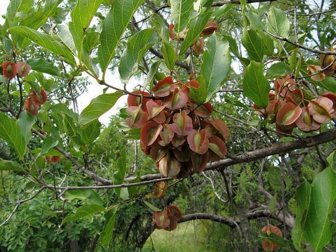 Combretum kraussii