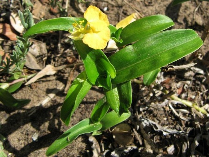 Commelina africana