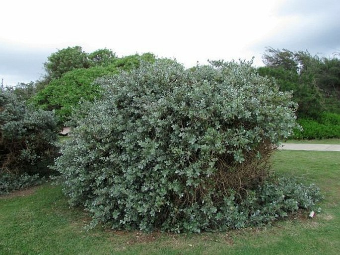 Conocarpus erectus var. sericeus