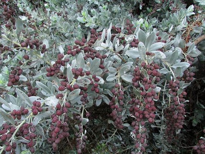 Conocarpus erectus var. sericeus