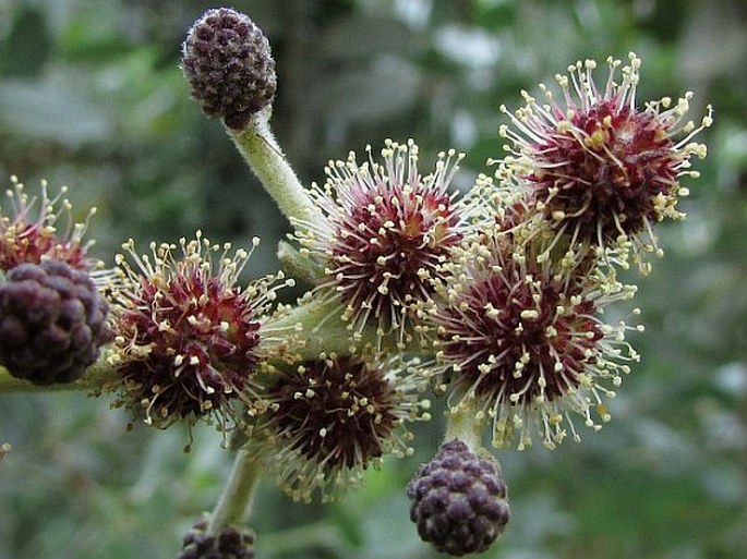 Conocarpus erectus var. sericeus