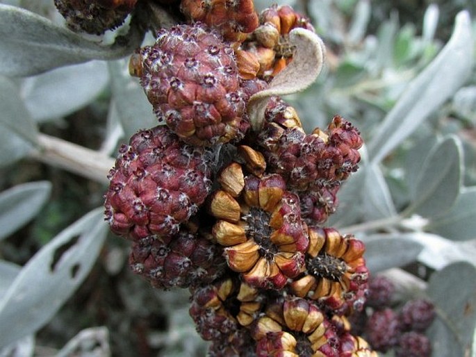 Conocarpus erectus var. sericeus