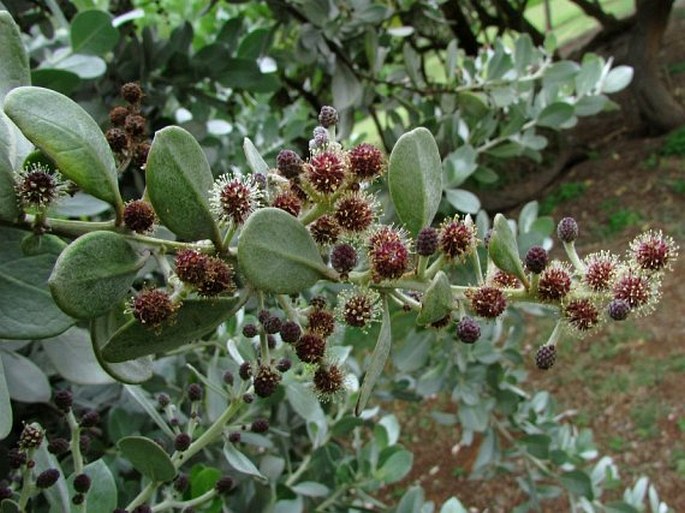 Conocarpus erectus var. sericeus