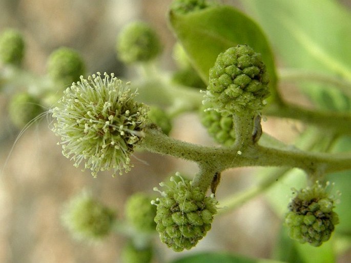 Conocarpus erectus