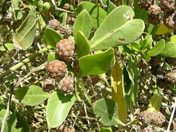 Conocarpus erectus