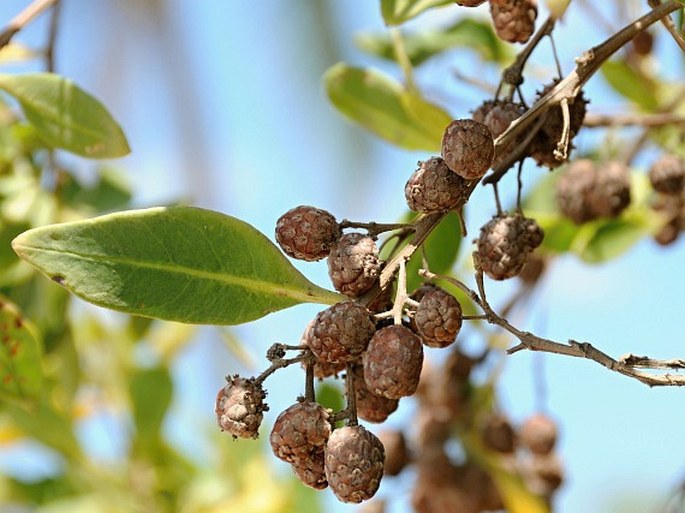 Conocarpus erectus