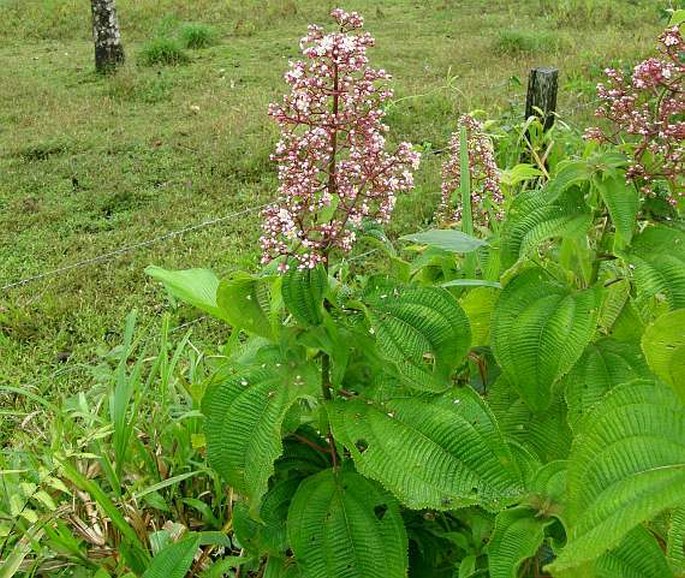 Conostegia subcrustulata