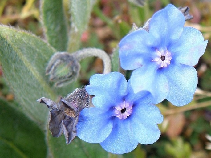 Cynoglossum coeruleum