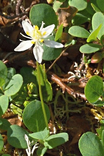 Coptis trifolia