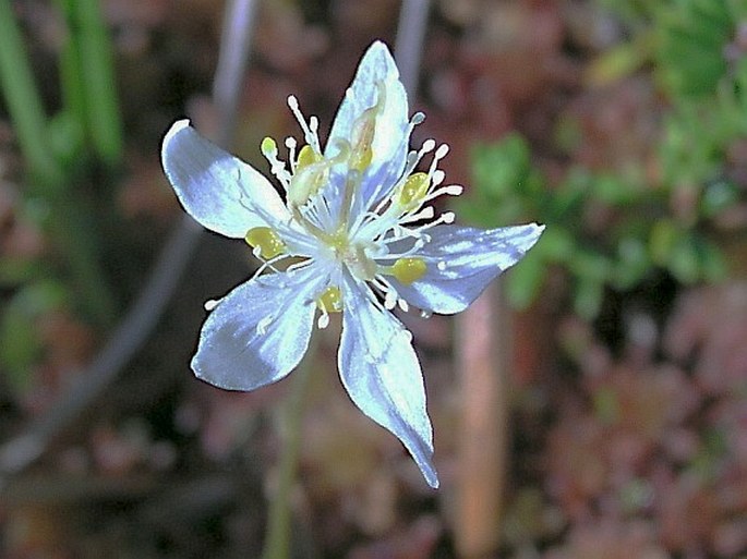 COPTIS TRIFOLIA (L.) Salisb.