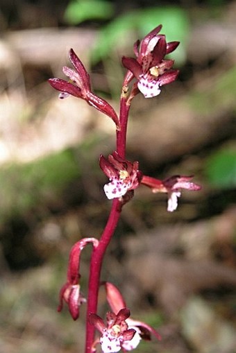 Corallorhiza maculata