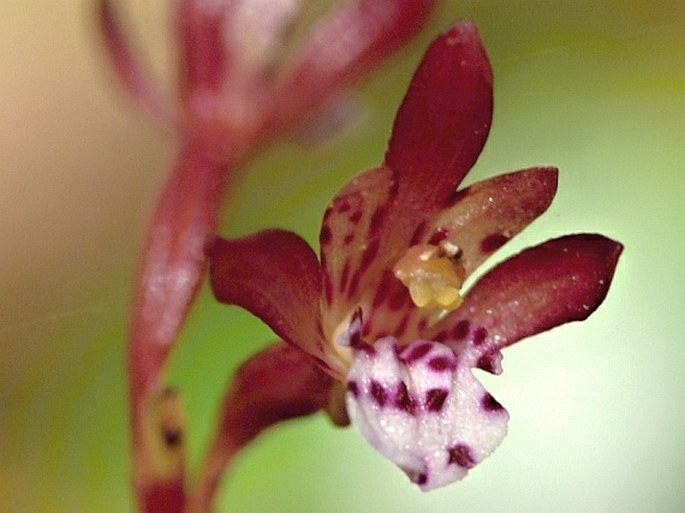 Corallorhiza maculata