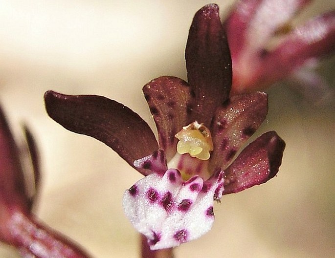 Corallorhiza maculata