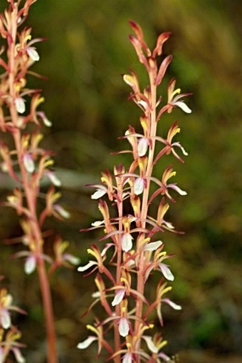 Corallorhiza mertensiana