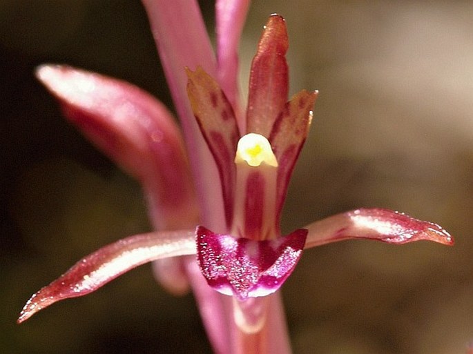 Corallorhiza mertensiana