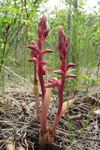 Corallorhiza striata